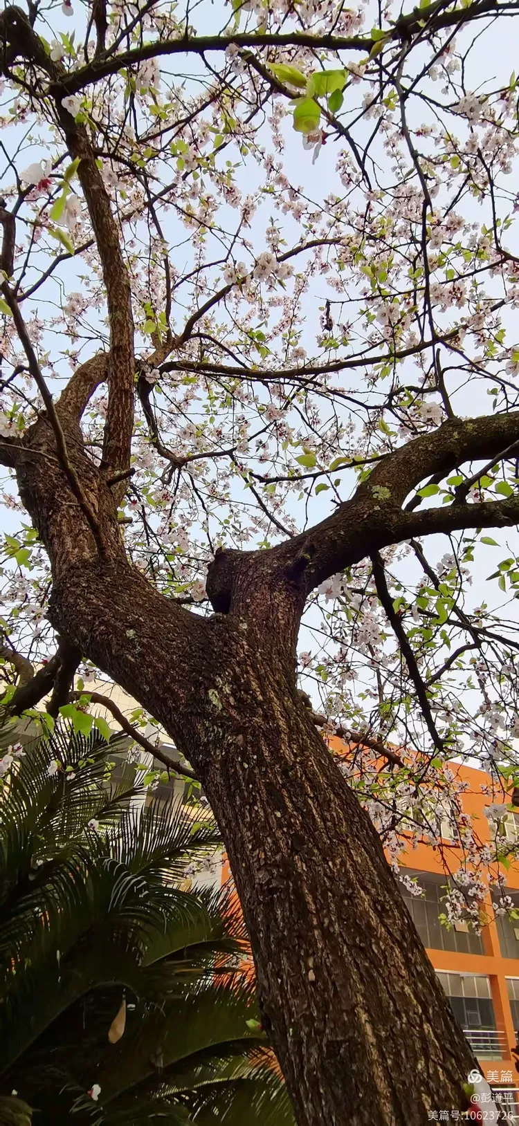 落花时节(杏花落)